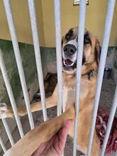 ALICIA, Hund, Herdenschutz-Mischling in Spanien - Bild 7