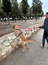 ALICIA, Hund, Herdenschutz-Mischling in Spanien - Bild 8