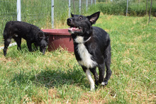 MAGNUS, Hund, Mischlingshund in Ungarn - Bild 3
