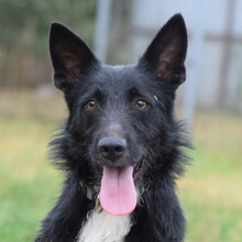 MAGNUS, Hund, Mischlingshund in Ungarn - Bild 4