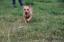 PIA, Hund, Mischlingshund in Ungarn - Bild 2