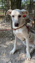 LUMA, Hund, Mischlingshund in Italien - Bild 1