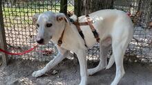 LUMA, Hund, Mischlingshund in Italien - Bild 2