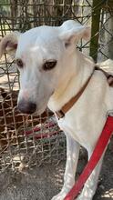 LUMA, Hund, Mischlingshund in Italien - Bild 3