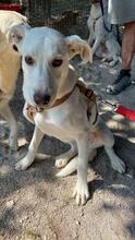 LUMA, Hund, Mischlingshund in Italien - Bild 4