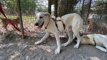 LUMA, Hund, Mischlingshund in Italien - Bild 5