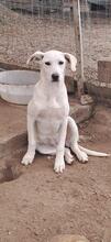 LUMA, Hund, Mischlingshund in Italien - Bild 6