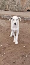 LUMA, Hund, Mischlingshund in Italien - Bild 7
