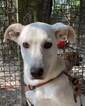 LUMA, Hund, Mischlingshund in Italien - Bild 8