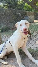 LIOR, Hund, Mischlingshund in Italien - Bild 1