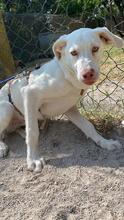 LIOR, Hund, Mischlingshund in Italien - Bild 2