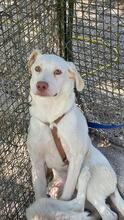 LIOR, Hund, Mischlingshund in Italien - Bild 4