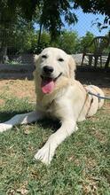 LARA, Hund, Mischlingshund in Italien - Bild 1