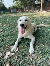 LARA, Hund, Mischlingshund in Italien - Bild 10