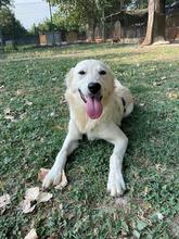 LARA, Hund, Mischlingshund in Italien - Bild 11