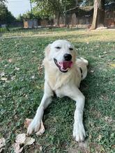 LARA, Hund, Mischlingshund in Italien - Bild 12