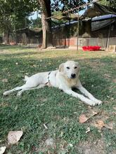 LARA, Hund, Mischlingshund in Italien - Bild 13