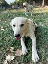 LARA, Hund, Mischlingshund in Italien - Bild 14