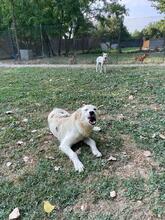 LARA, Hund, Mischlingshund in Italien - Bild 15