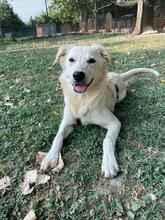 LARA, Hund, Mischlingshund in Italien - Bild 2