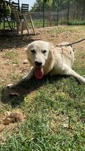 LARA, Hund, Mischlingshund in Italien - Bild 3