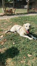 LARA, Hund, Mischlingshund in Italien - Bild 5