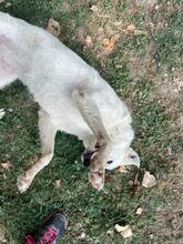 LARA, Hund, Mischlingshund in Italien - Bild 6