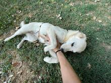 LARA, Hund, Mischlingshund in Italien - Bild 7