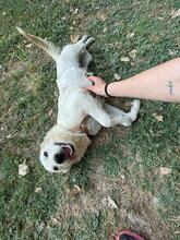 LARA, Hund, Mischlingshund in Italien - Bild 8