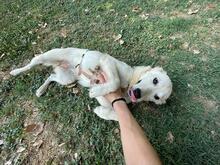 LARA, Hund, Mischlingshund in Italien - Bild 9