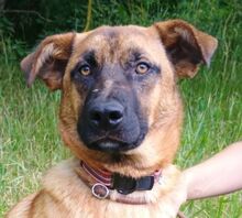 ARTHUR2, Hund, Mischlingshund in Slowakische Republik - Bild 1