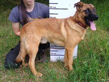 ARTHUR2, Hund, Mischlingshund in Slowakische Republik - Bild 2