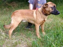 ARTHUR2, Hund, Mischlingshund in Slowakische Republik - Bild 3