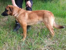 ARTHUR2, Hund, Mischlingshund in Slowakische Republik - Bild 4