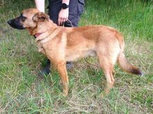 ARTHUR2, Hund, Mischlingshund in Slowakische Republik - Bild 5