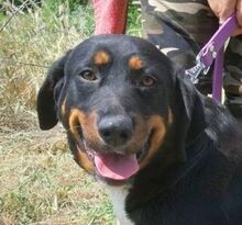 DONNA2, Hund, Mischlingshund in Slowakische Republik - Bild 1