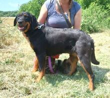 DONNA2, Hund, Mischlingshund in Slowakische Republik - Bild 2