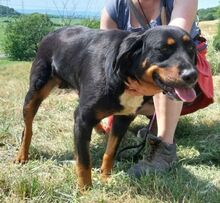 DONNA2, Hund, Mischlingshund in Slowakische Republik - Bild 3