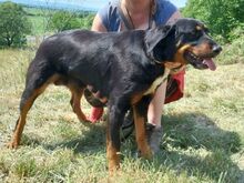 DONNA2, Hund, Mischlingshund in Slowakische Republik - Bild 4