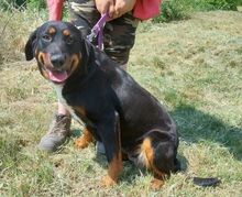 DONNA2, Hund, Mischlingshund in Slowakische Republik - Bild 5