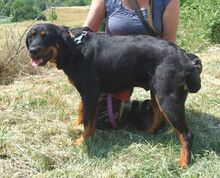DONNA2, Hund, Mischlingshund in Slowakische Republik - Bild 6