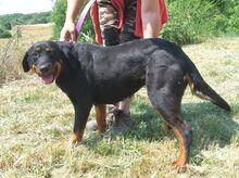 DONNA2, Hund, Mischlingshund in Slowakische Republik - Bild 8
