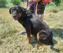 DONNA2, Hund, Mischlingshund in Slowakische Republik - Bild 9