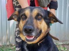 ALFA, Hund, Mischlingshund in Slowakische Republik - Bild 1