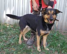 ALFA, Hund, Mischlingshund in Slowakische Republik - Bild 2