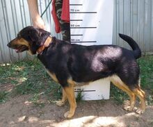 ALFA, Hund, Mischlingshund in Slowakische Republik - Bild 6
