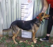 BETA, Hund, Mischlingshund in Slowakische Republik - Bild 6
