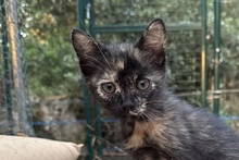 MELODY, Katze, Europäisch Kurzhaar in Italien - Bild 1