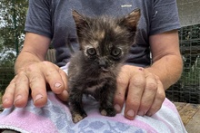 MELODY, Katze, Europäisch Kurzhaar in Italien - Bild 2