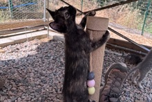 MELODY, Katze, Europäisch Kurzhaar in Italien - Bild 3